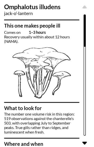 Mushroom Journal on Omphalotus illudens, the jack-o'-lantern, with a drawing
